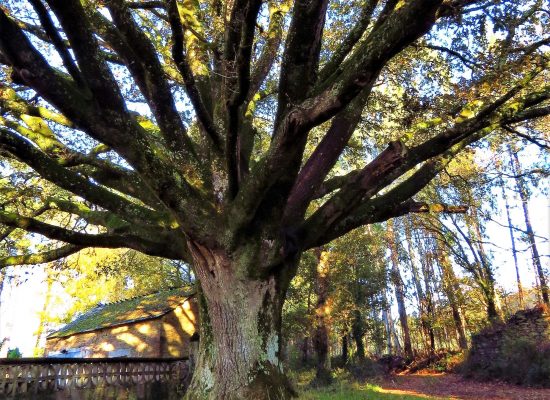 Árboles singulares de Galicia | Albariño.com